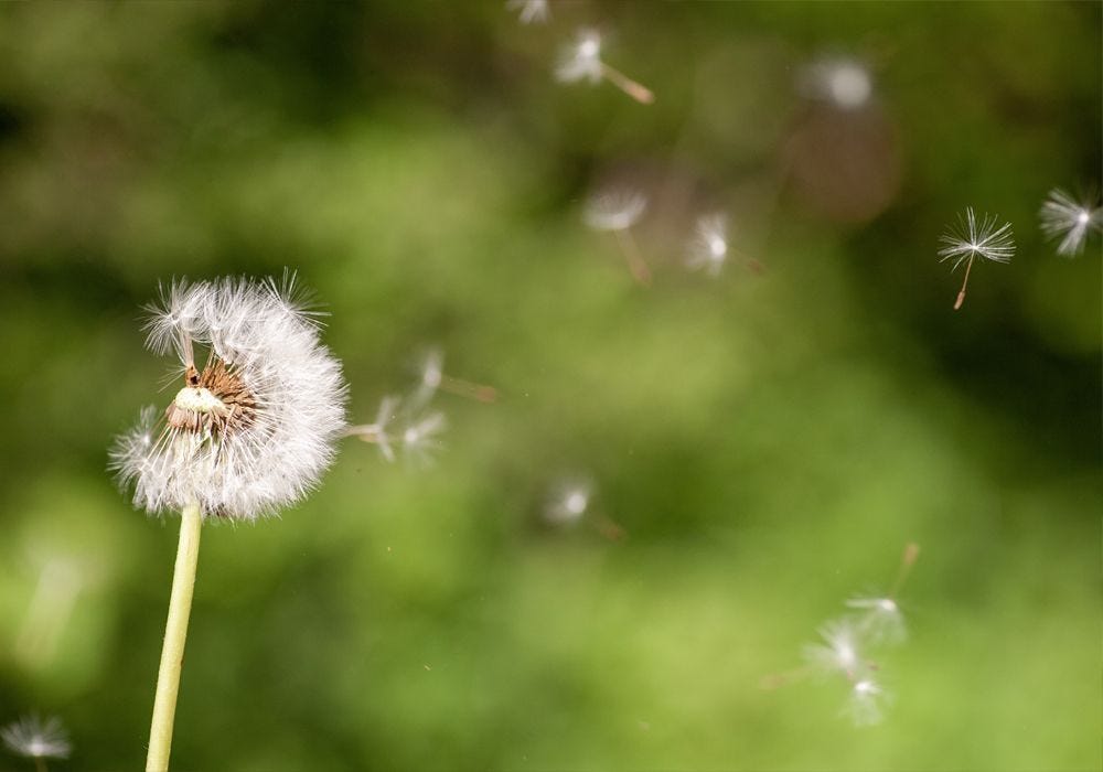 How to Beat Your Hay Fever Symptoms This Season